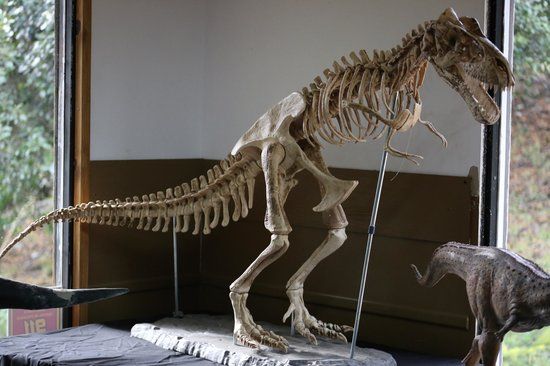 Hallaron restos fosiles del increíble SOBRINOVIOSAURUS REX .