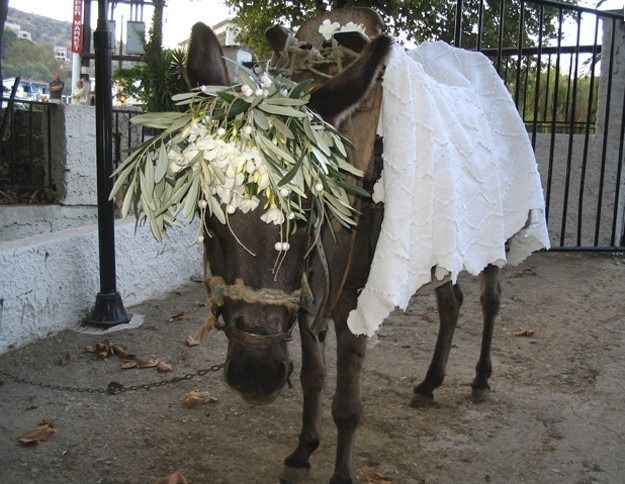 Un hombre de 22 años se casa con un burro en Villanueva de la Santa María