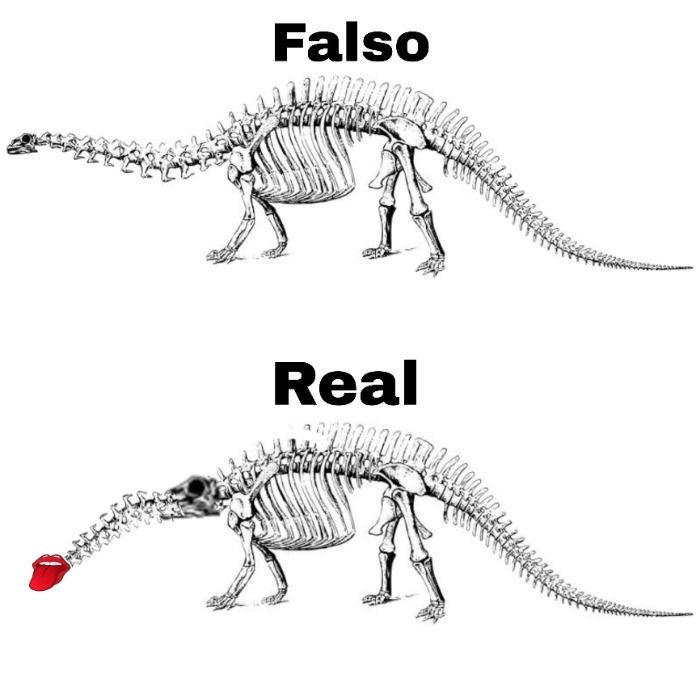Antropólogos del INHA reacomodan fósiles del Brontosaurus, no era un dinosaurio de cuello largo!!