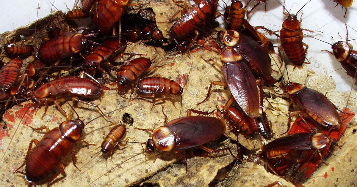 Vecinos de Benicasim denuncian una plaga de cucarachas