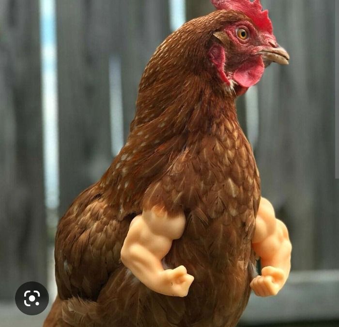 5 pollos sin brazos