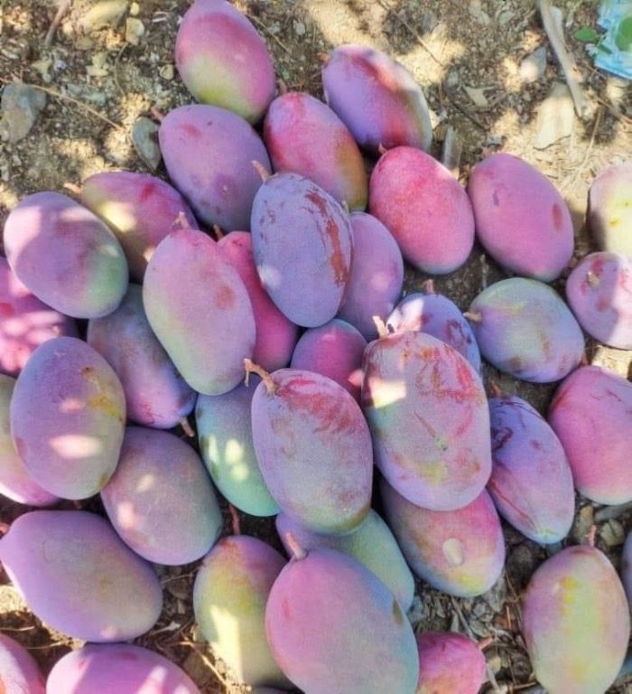 Roban 400kg de mangos en una finca en Velez Malaga