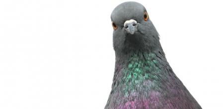 Se legaliza el matrimonio con palomas en Perú