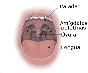 Infertilidad como consecuencia de la extracción de amígdalas.