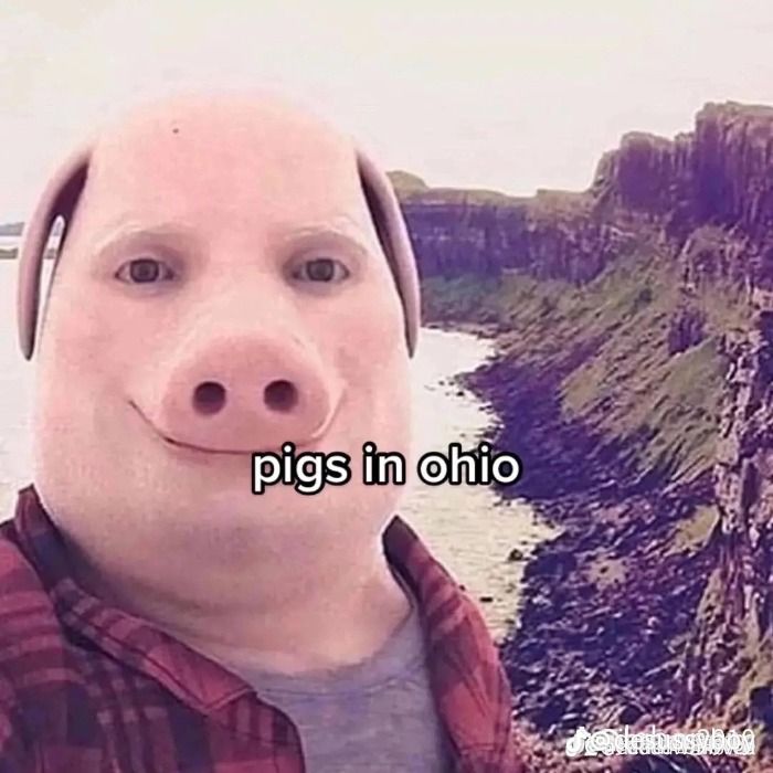 Hallan cerdo en Ohio, gracias a una famosa imagen en TikTok