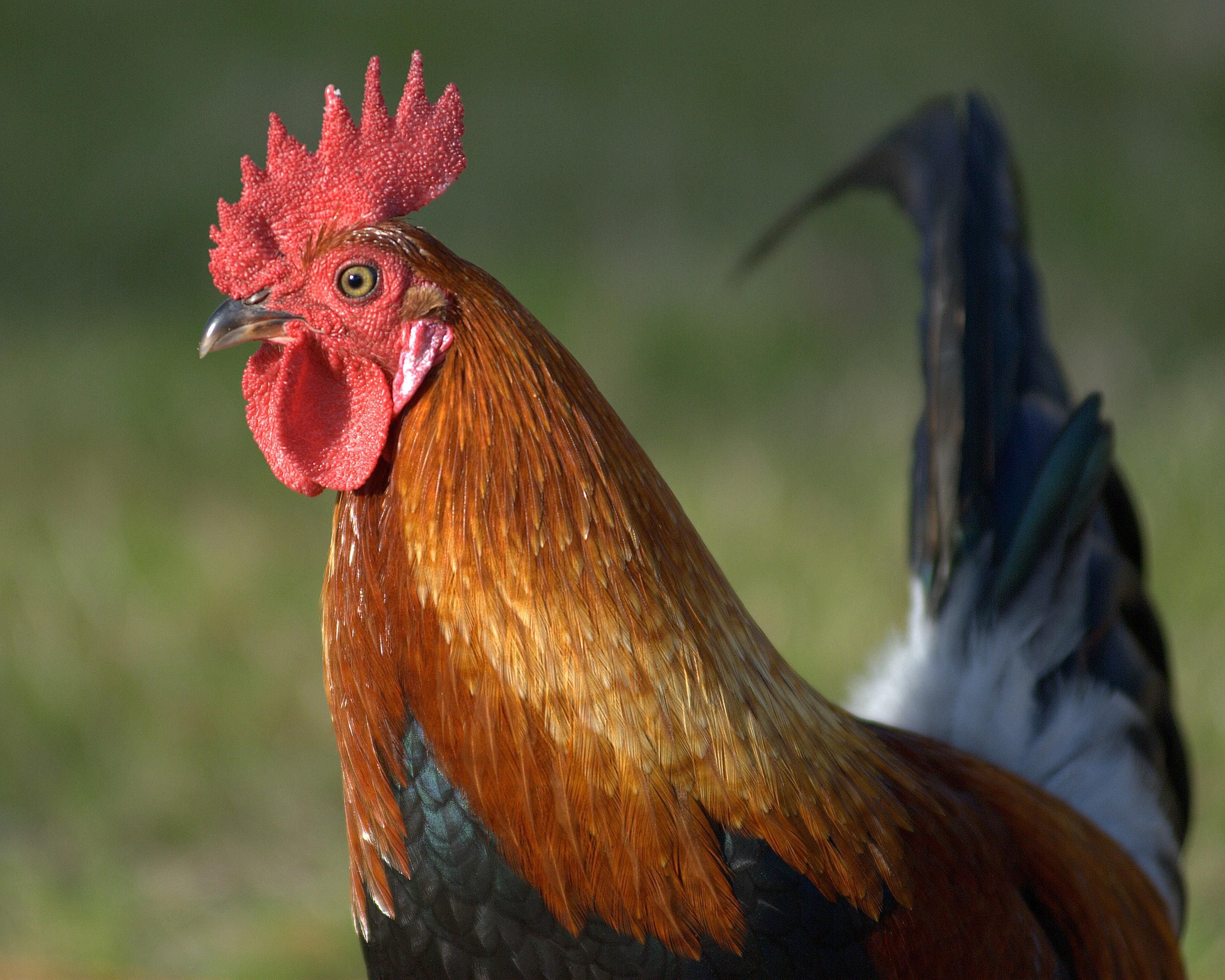 Un gallo Abogado, conocido como Sr. Gallardo, toma venganza con uno de sus ex-amigos, luego de que esté, le hiciera daño.