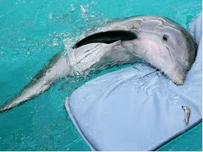 Primer caso de covid 19 en delfines