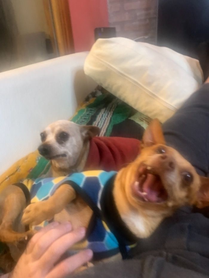 Dos perros felices se suben al sillón
