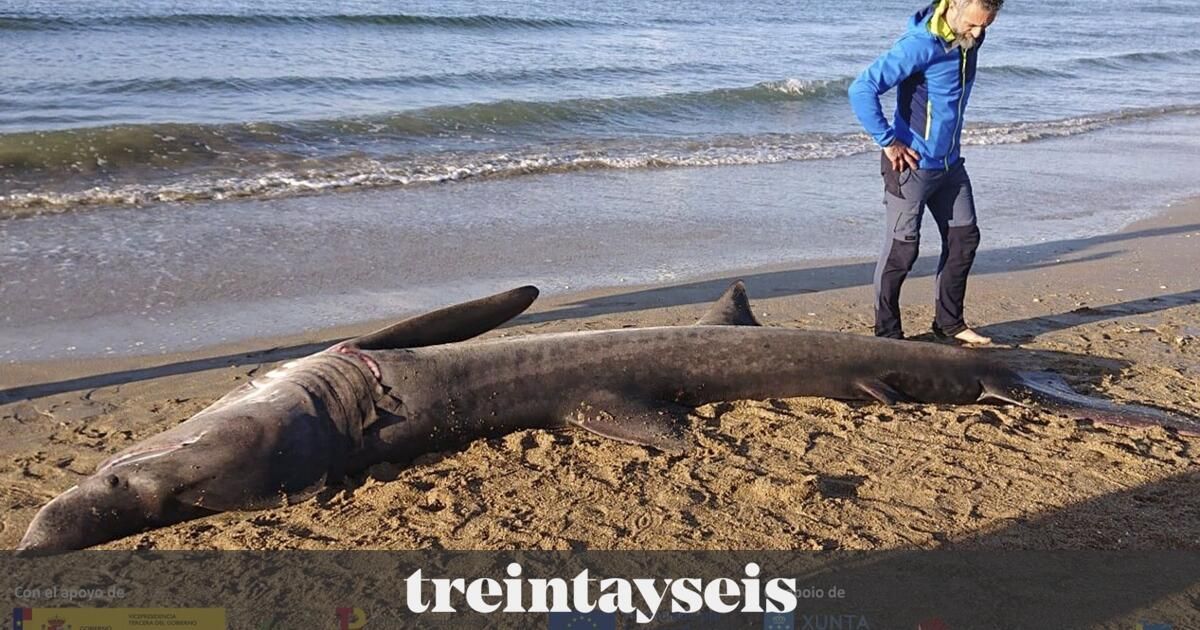Un tiburón de dos metros y medio sorprende a los bañistas de la playa de la Almadraba en Benicasim
