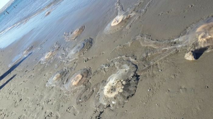Las medusas pueblan la costa de Mar Azul, Villa Gesell y Mar de las Pampas