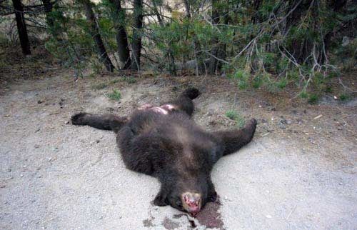 Aparece un oso muerto en el cerro de San Juanillo