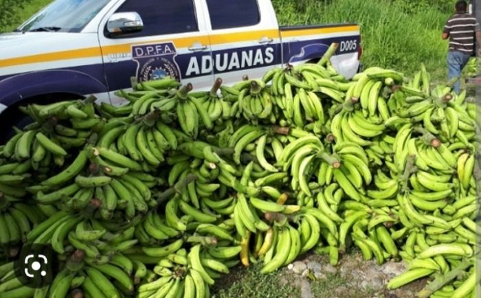 La mayor incautación de plátano del país