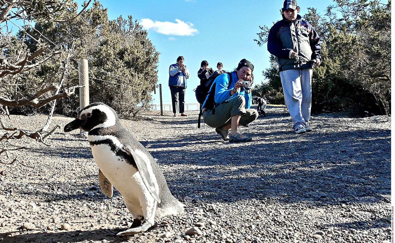 Tres pingüinos con cuatro cubos de hielos encontrados en bucaramanga