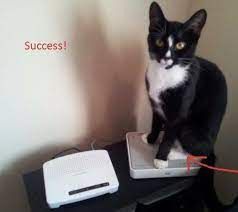 Sorprendente caso de Gato que tira Router de muchacho antes de hacer su presentación