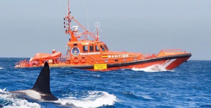Grupo de Orcas atacan un velero de bandera francesa en Ares