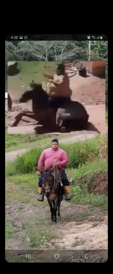 Campeón internacional de comelonas mata a un burro