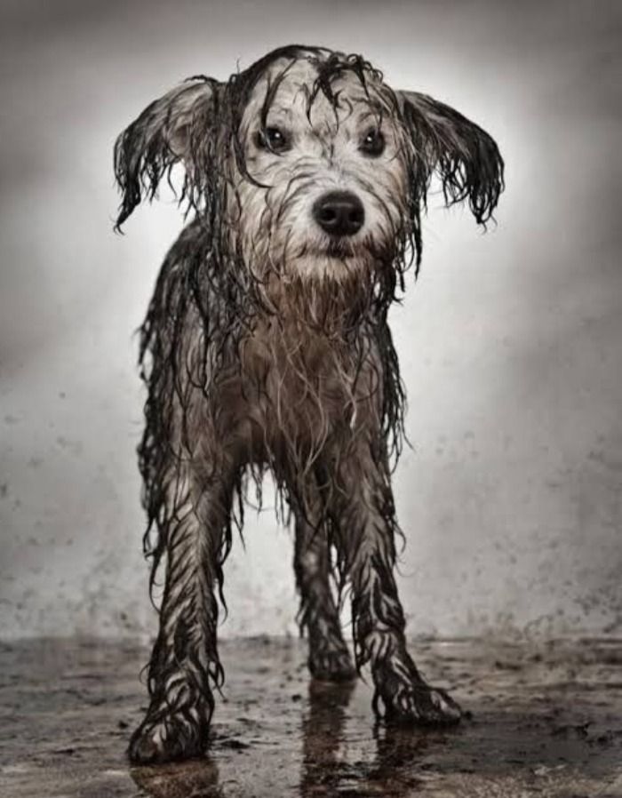 Rescatan a perrito sucio de las lluvias y cuando lo bañan resulta ser un vato de Apodaca.