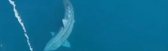 Se descubre una especie de tiburón descendiente del megalodon