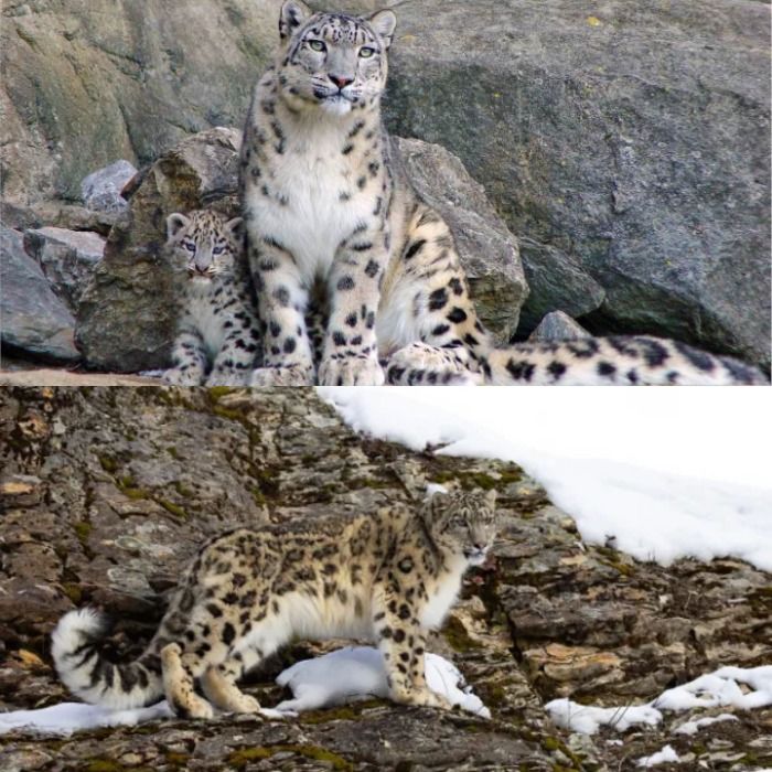 Adiós Leopardo de las Nieves...