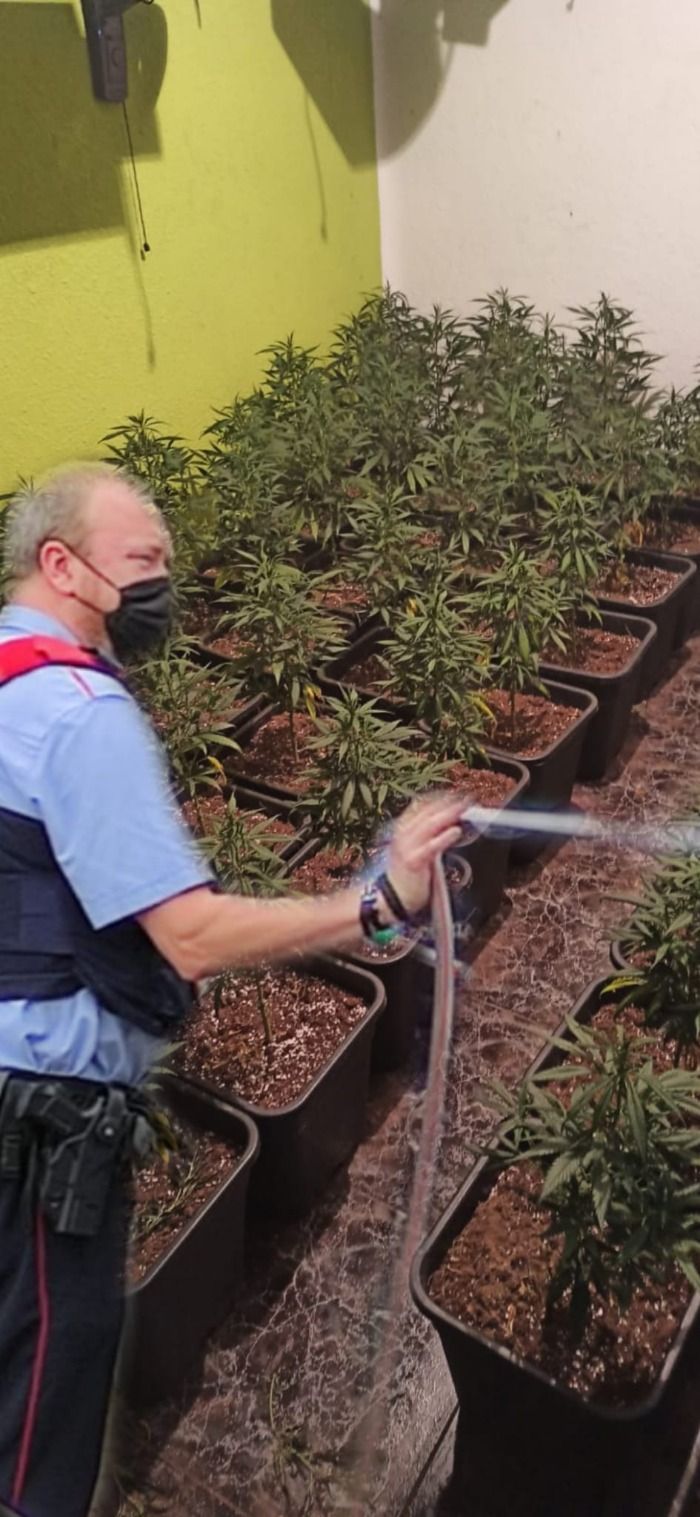 Els Mossos desmantellen una plantació de marihuana a Sant Andreu