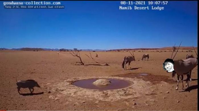 Un fétido pedo de Gustavo contamina el agua de una charca en el desierto de Namibia