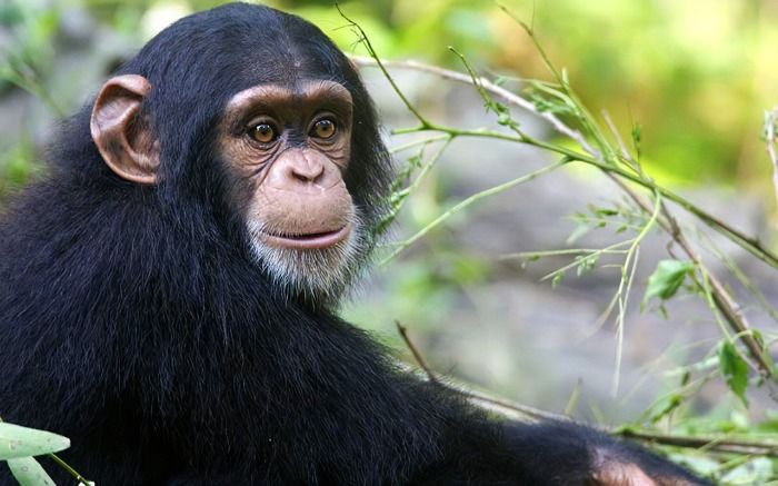 ¡Un chimpancé del Bioparc de Valencia ha hablado!