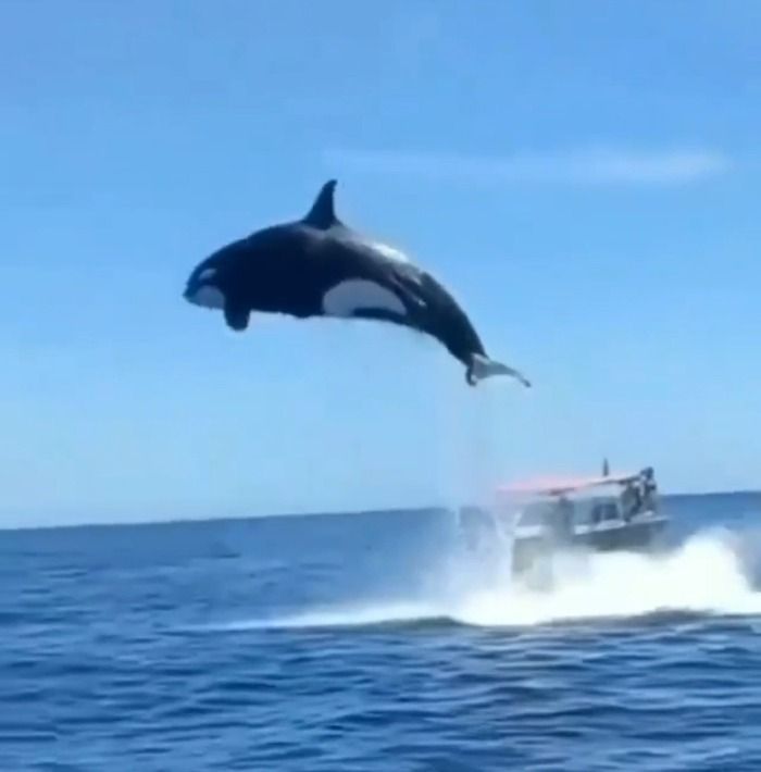 Las orcas asesinan hasta 9 delfines cada año