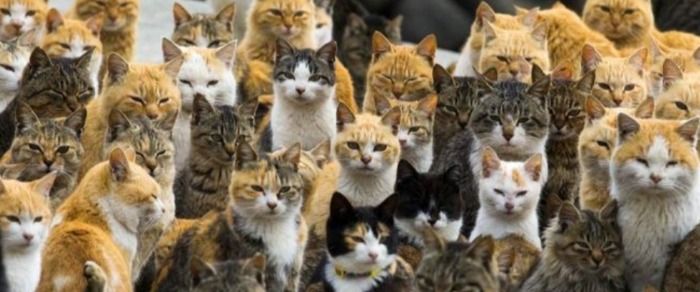 Roban a 3000 gatitos para posteriormente venderlos a un mercado en China.