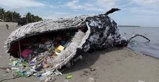 Encuentran ballena muerta en playa  Mehuín