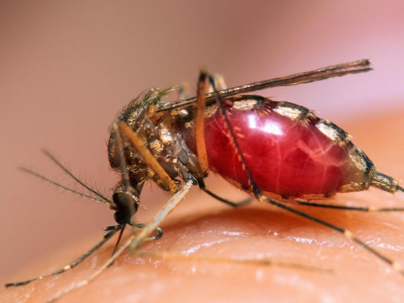 Cierran las pistas de Santa Pola por ataques de mosquitos
