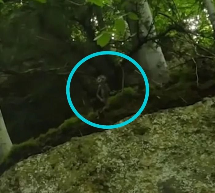 ¡Increíble! ¡Aparece un duende en el bosque de Costa del Este!