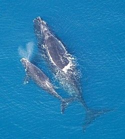 Se divisan un grupo de ballenas en el Mar Menor