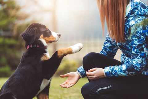 Nueva fundación chilena acepta todo de tipo de perritos para darles una mejor vida