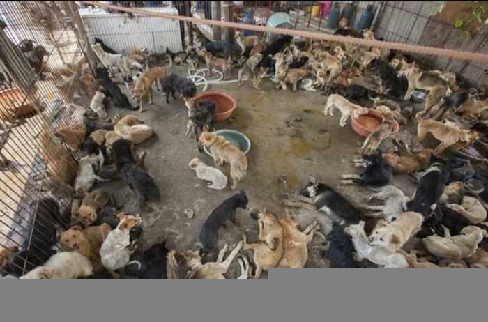 Miles de perros conquistan Kazajistán.