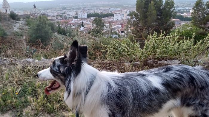 El perro Lladruc elegido alcalde de la pedanía de Aiacor con el apoyo de Vox