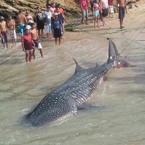Avistamiento de Tiburón Ballena en las playas de Higuerote