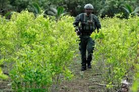 Gobierno EE. UU no confía en plan de erradicación en Colombia.