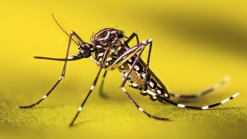 Cientificos demuestran que si un mosquito te pica y tiene hijos también son tuyos