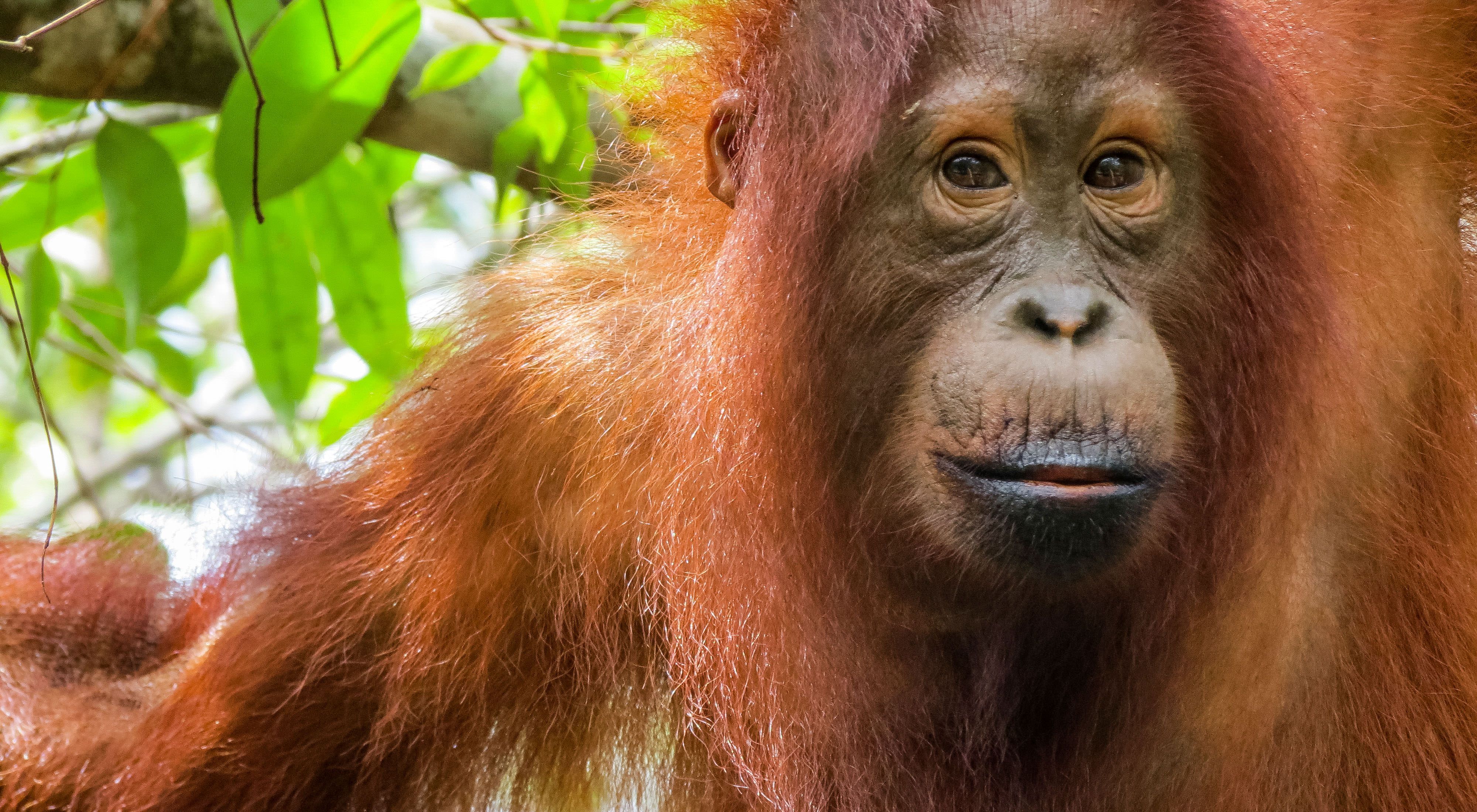 Orangutan batek zooa esakapatu eta turista batekin boxeatzen hasten da.