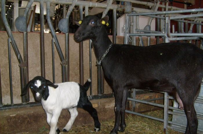 Joven vene lo descubren con cabras en actos indecentes en valencia España