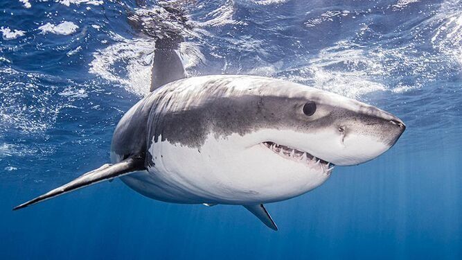 ÚLTIMA HORA: Se avisar tiburón blanco en el sur de Tenerife