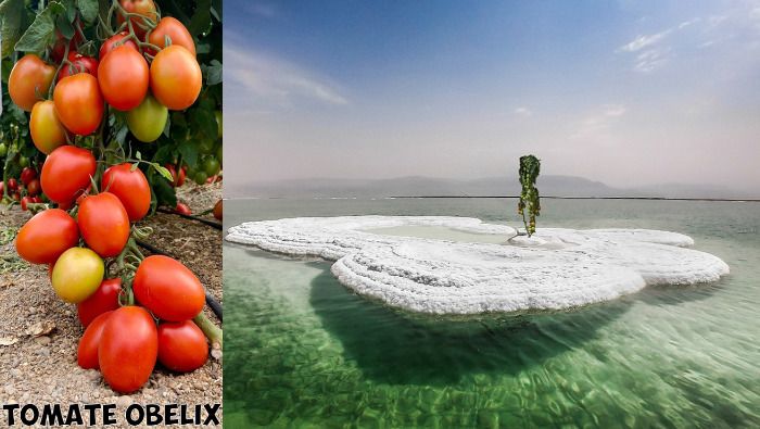 El tomate Obelix es capaz de producir en cualquier sitio, incluso en el Mar Muerto.