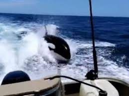 Dos orcas aparecen muertas en una zona de Merida Yucatán
