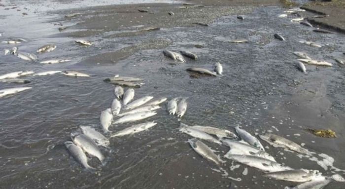 Centenares de animales muertos en Costa de la Luz