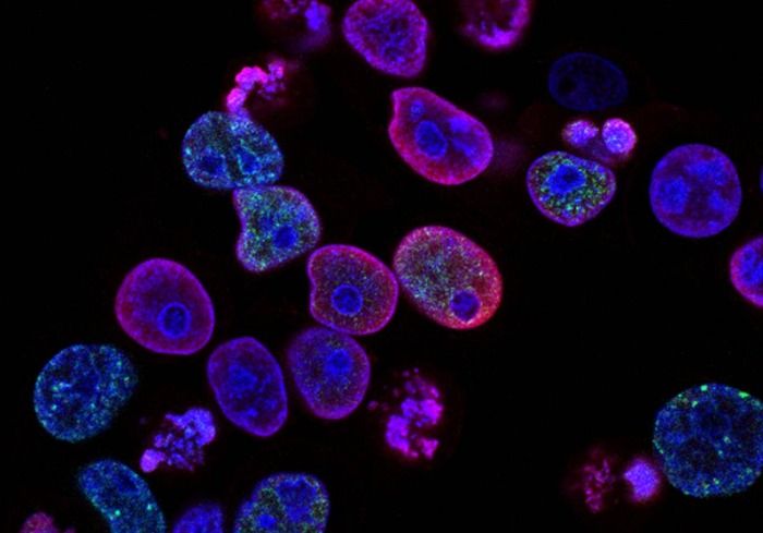 Se ha encontrado un nuevo tipo de célula en un laboratorio de Inglaterra