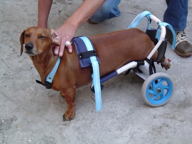 Oliver, el perro que nació sin patas traseras ya es feliz:
