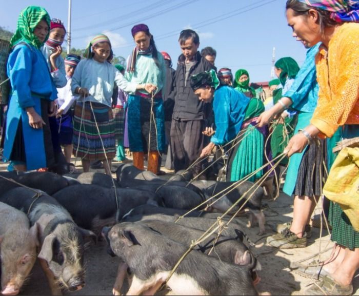 Manifestación en Trujillo por los derechos de los cerdos ibéricos