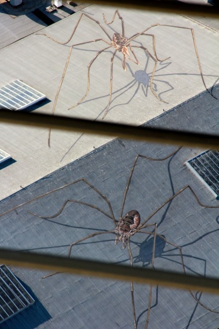 Araña Gigante en Latinoamérica