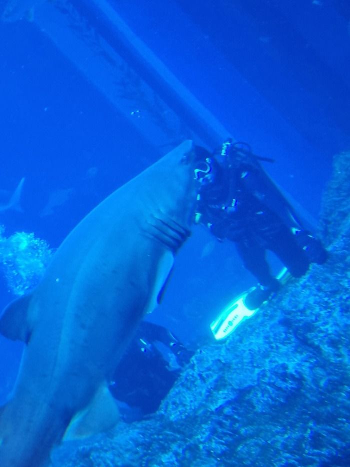 Buceador atacado por un tiburón toro.