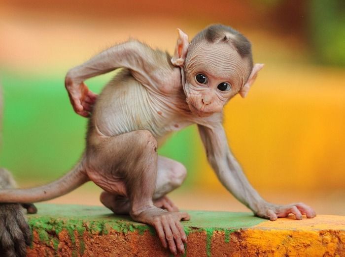 Una red de adopción depila monos y los hace pasar por bebes peruanos